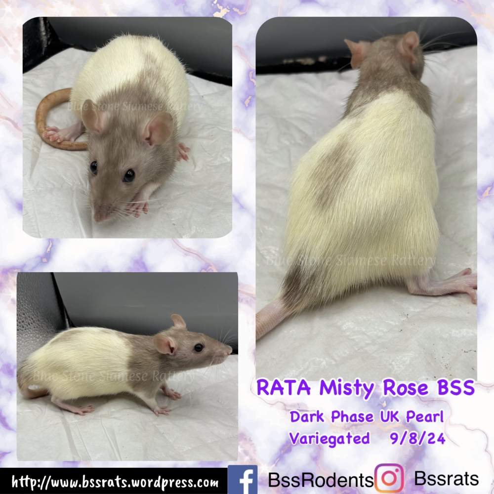 Fancy rat Breeder Rattus norvegicus 
