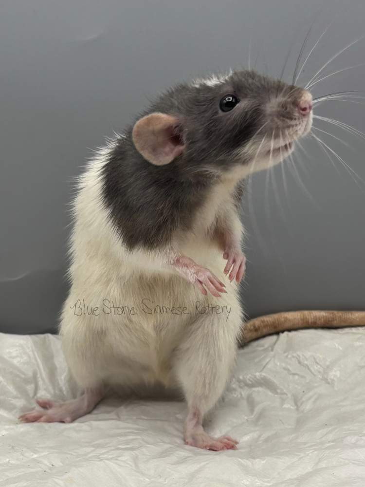 Fancy rat Deceased Rattus norvegicus 