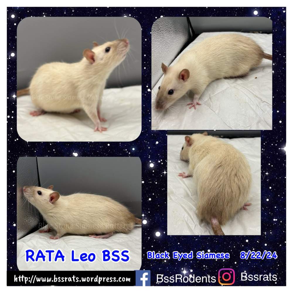 Fancy rat Breeder Rattus norvegicus 