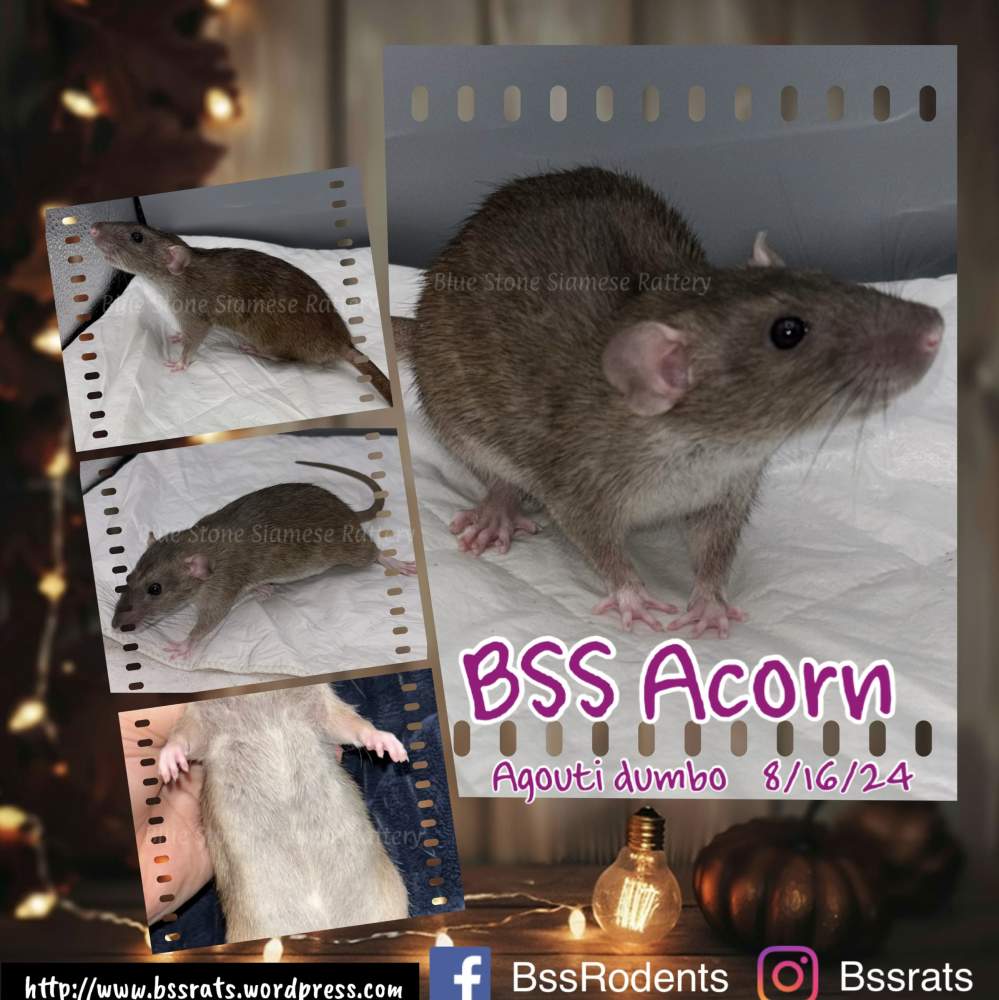 Fancy rat Retired Rattus norvegicus 