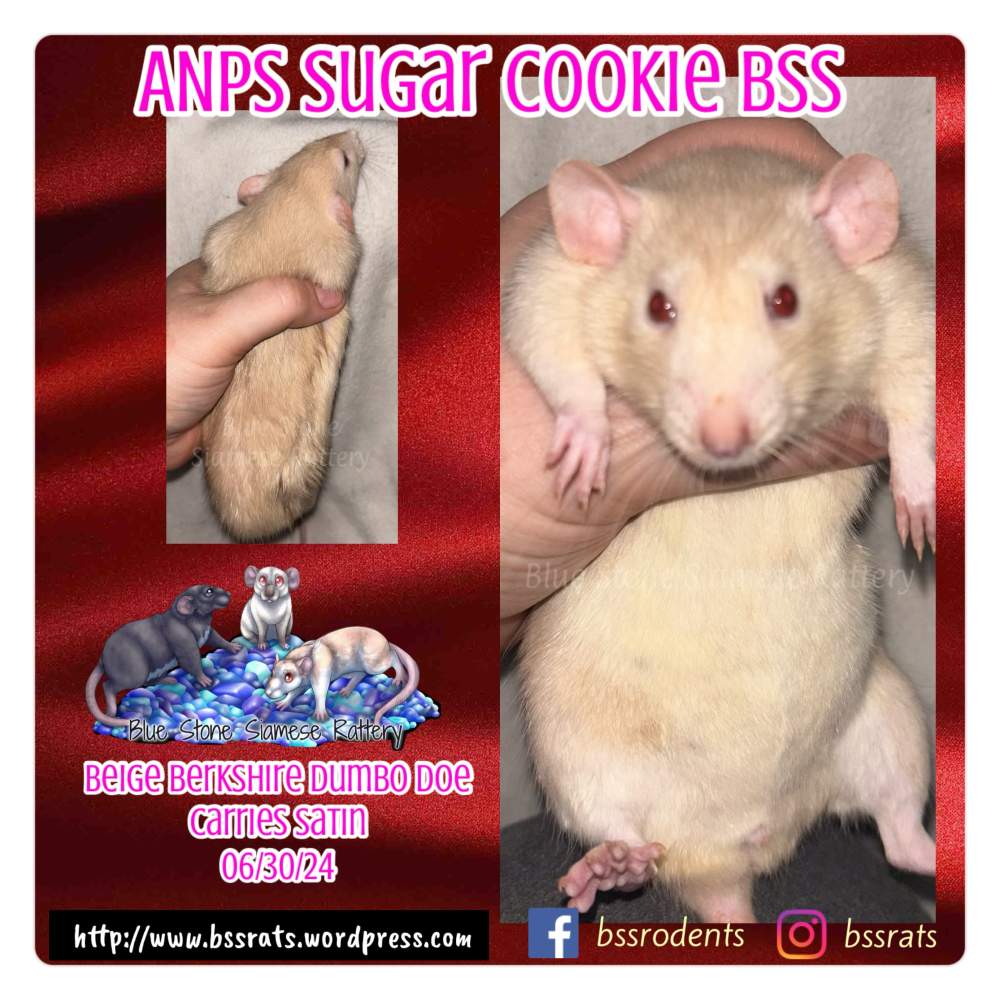 Fancy rat Owned by other Rattus norvegicus 