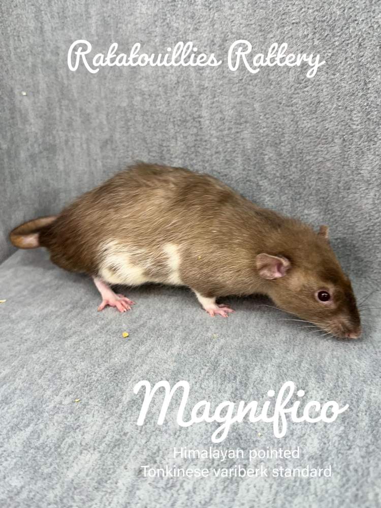 Fancy rat Owned by other Rattus norvegicus 