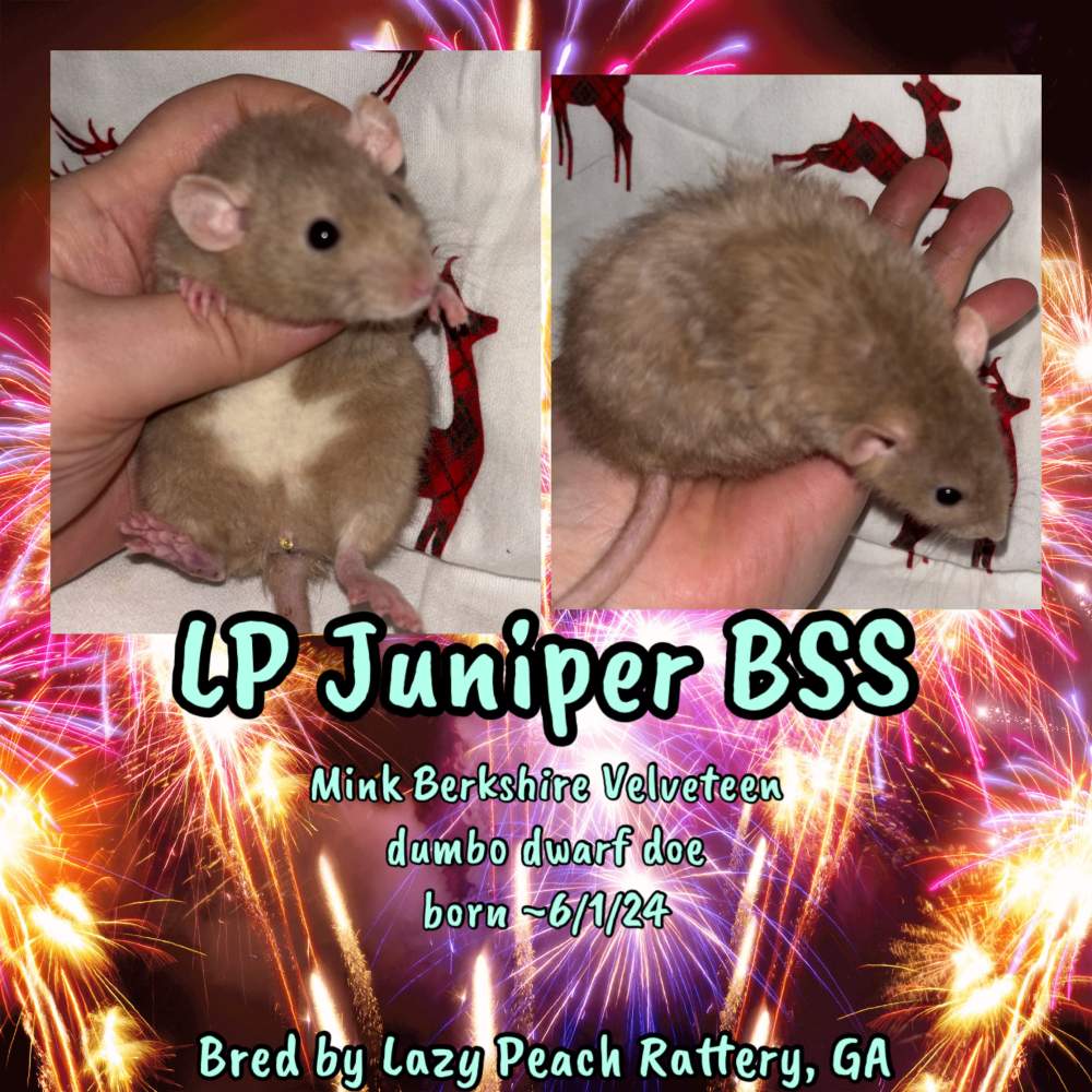 Fancy rat Breeder Rattus norvegicus 