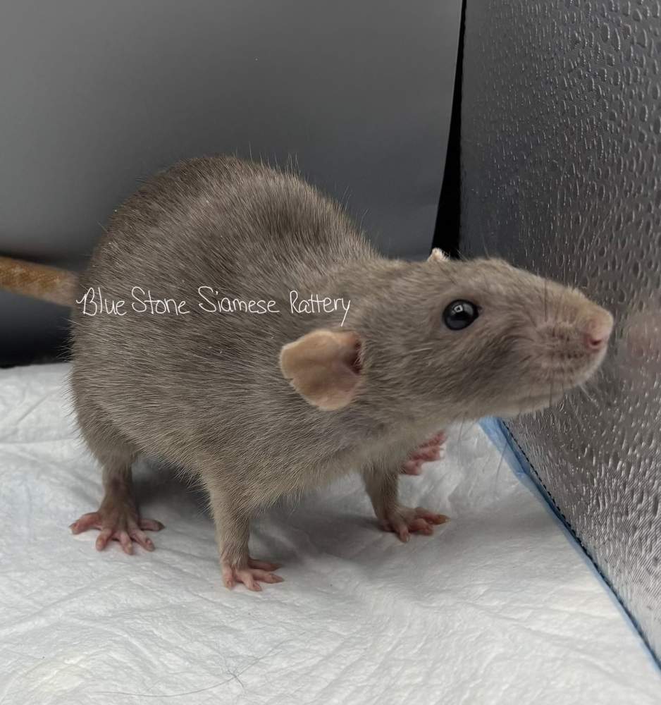 Fancy rat Deceased Rattus norvegicus 