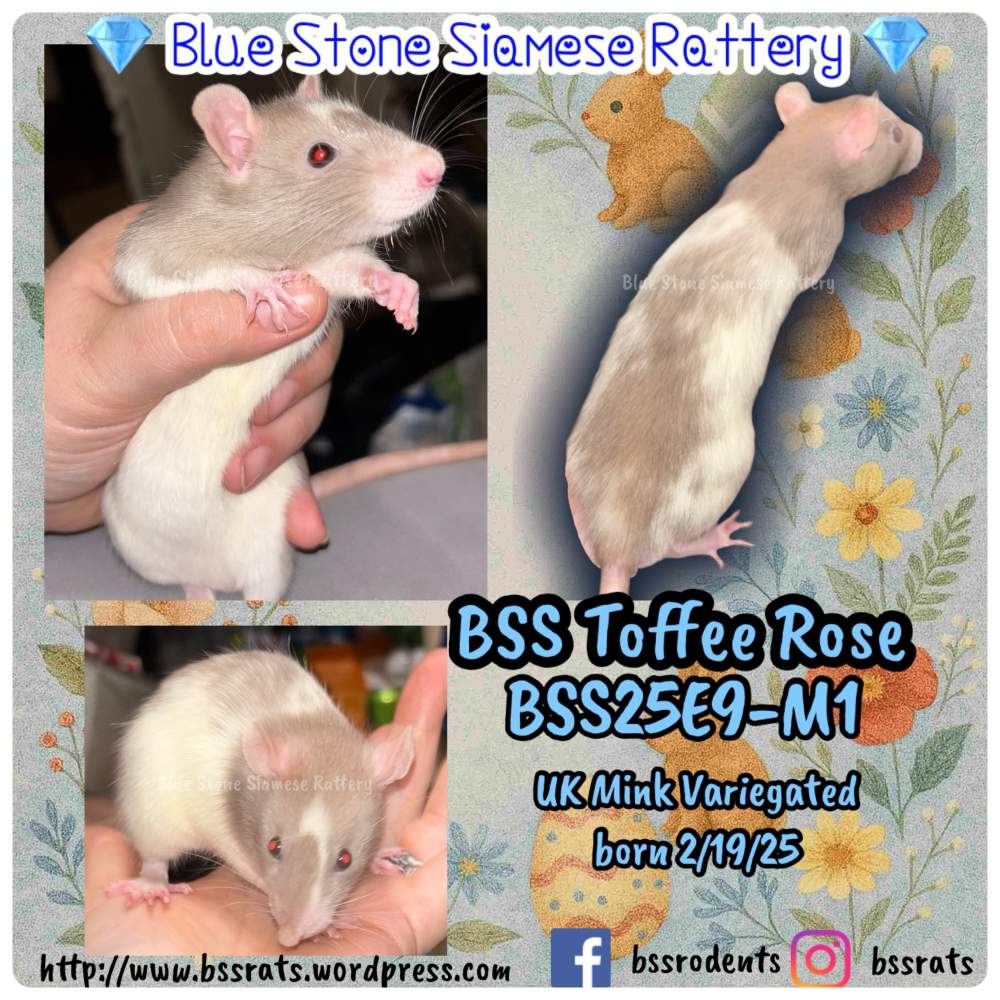 Fancy rat Breeder Rattus norvegicus 