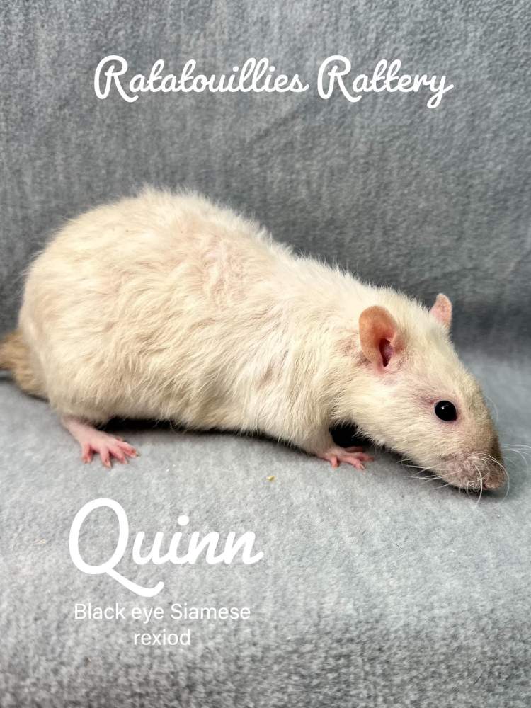Fancy rat Owned by other Rattus norvegicus 