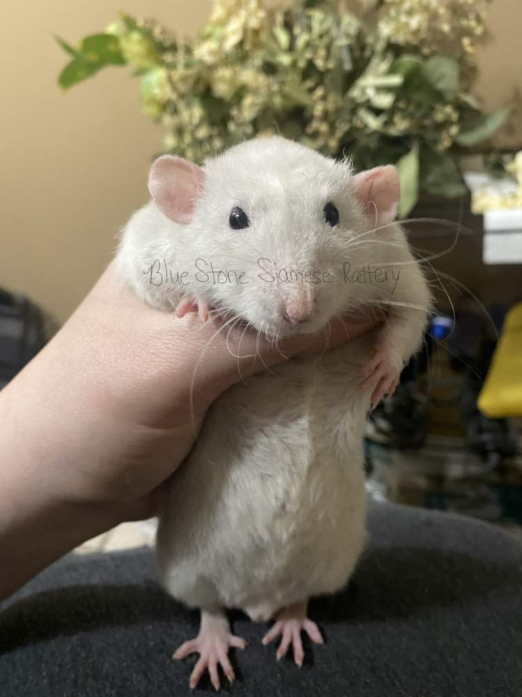 Fancy rat Deceased Rattus norvegicus 