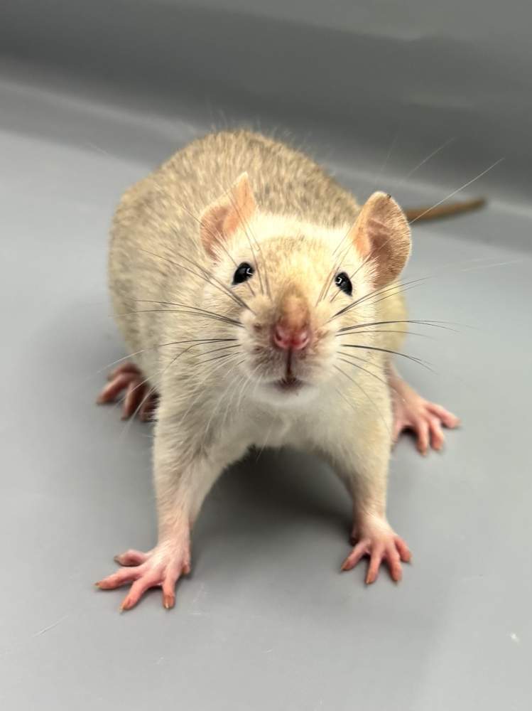 Fancy rat Breeder Rattus norvegicus 