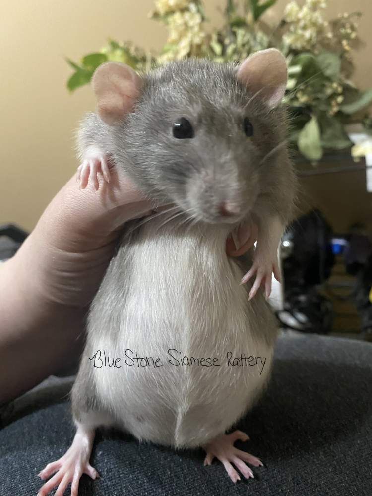 Fancy rat Deceased Rattus norvegicus 