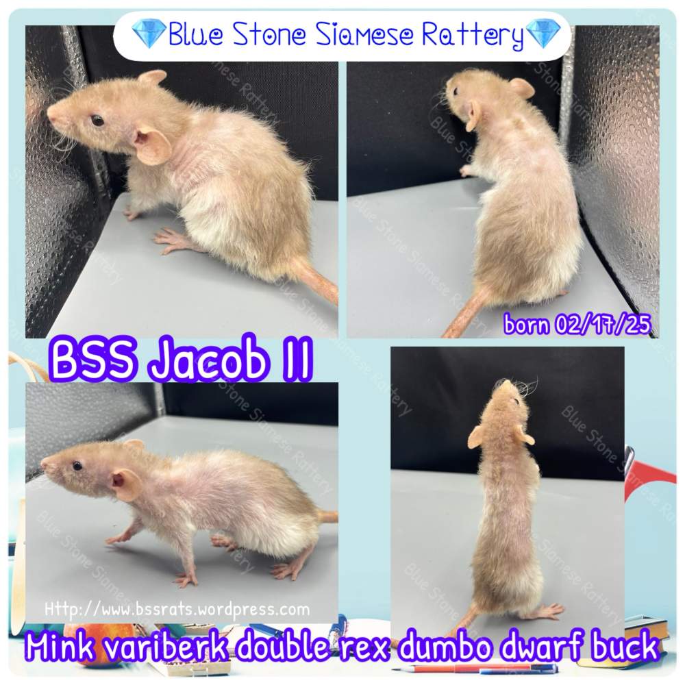 Fancy rat Deceased Rattus norvegicus 