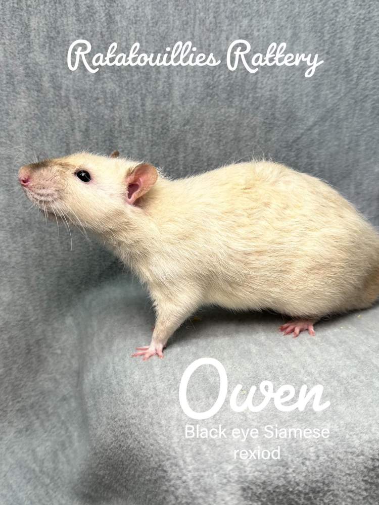 Fancy rat Owned by other Rattus norvegicus 