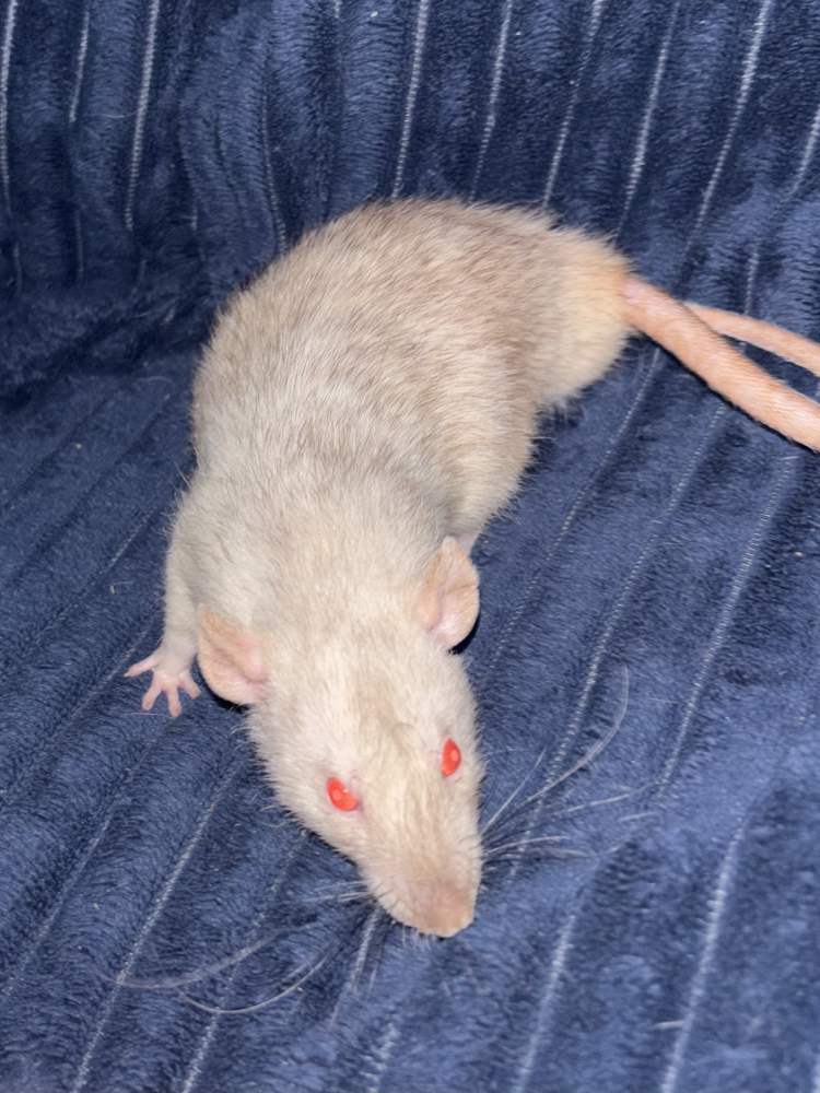 Fancy rat Breeder Rattus norvegicus 