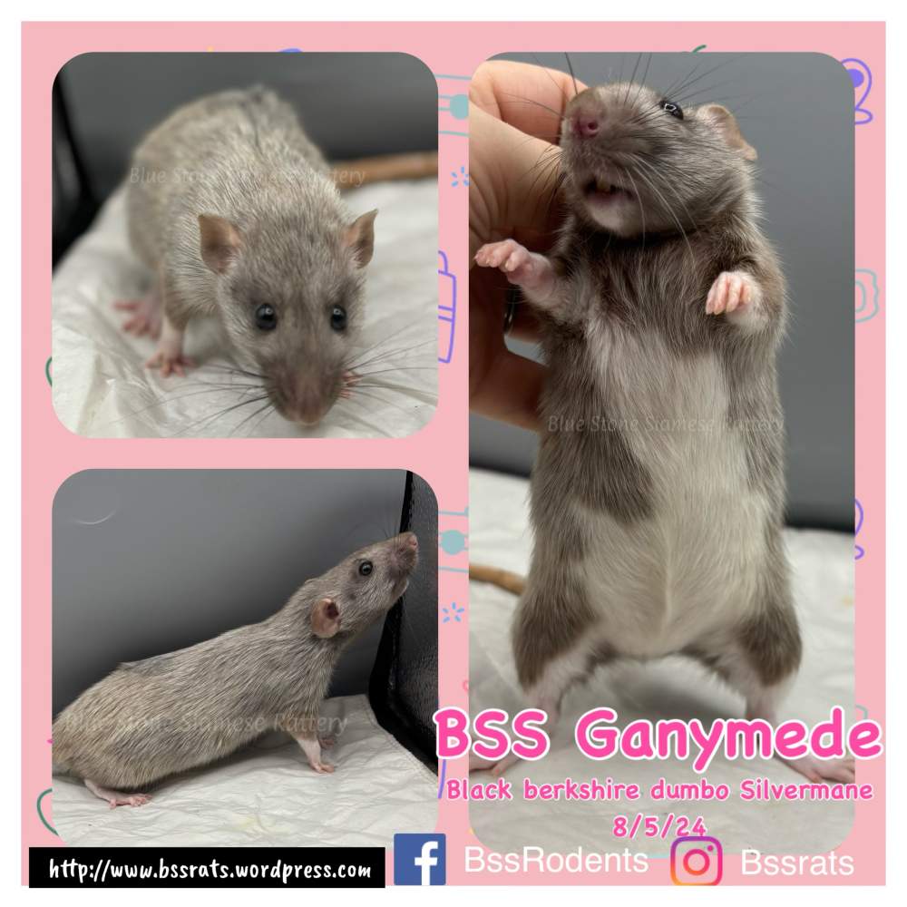 Fancy rat Owned by other Rattus norvegicus 