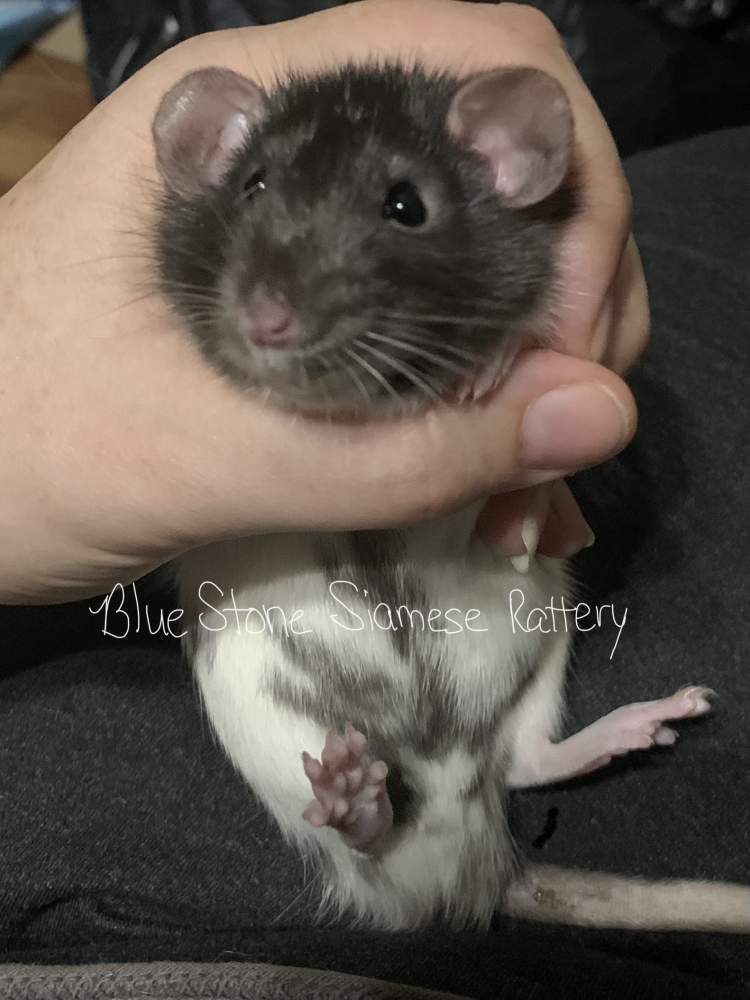 Fancy rat Deceased Rattus norvegicus 