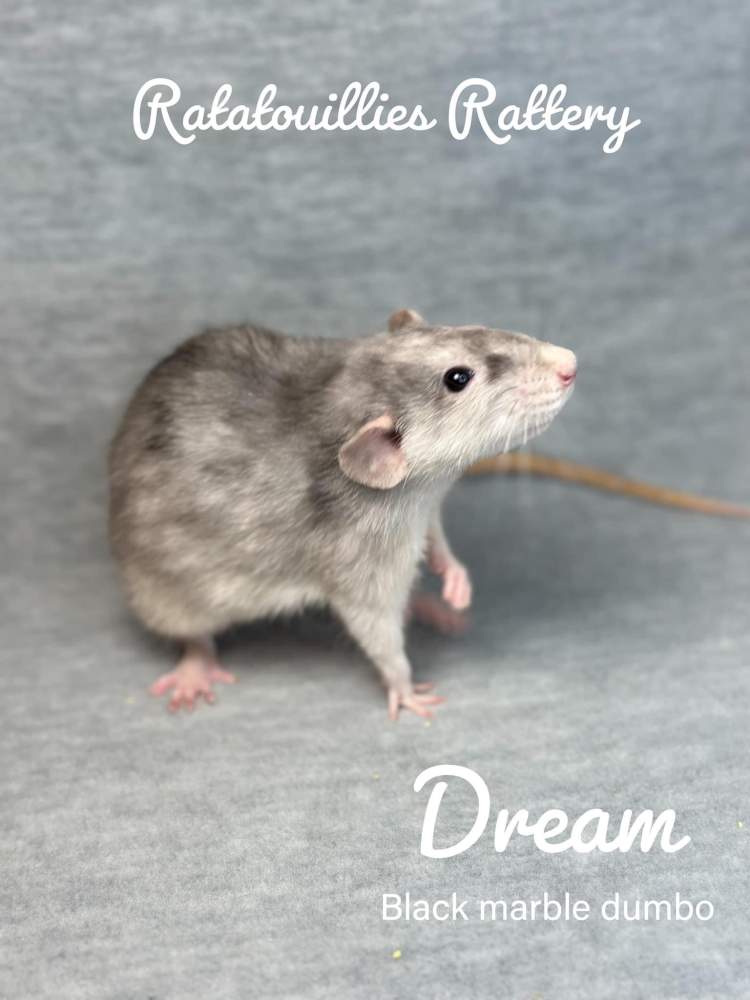 Fancy rat Owned by other Rattus norvegicus 