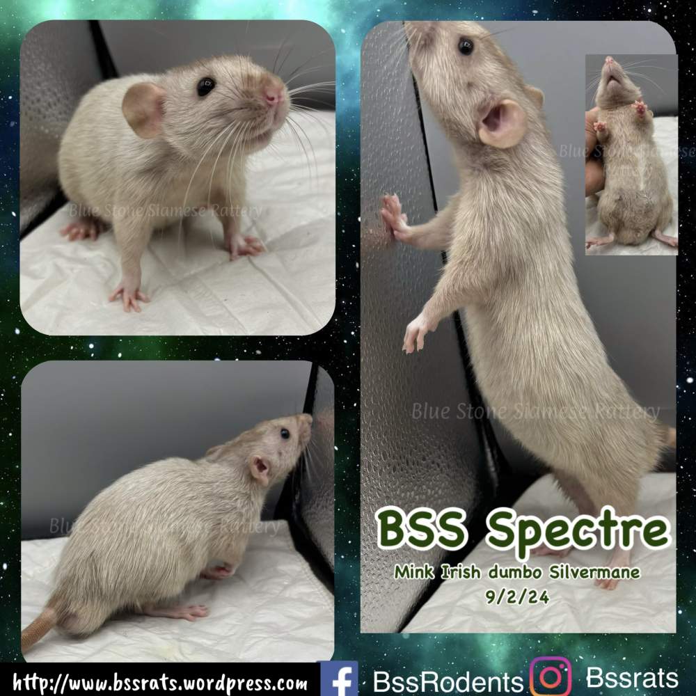 Fancy rat Breeder Rattus norvegicus 