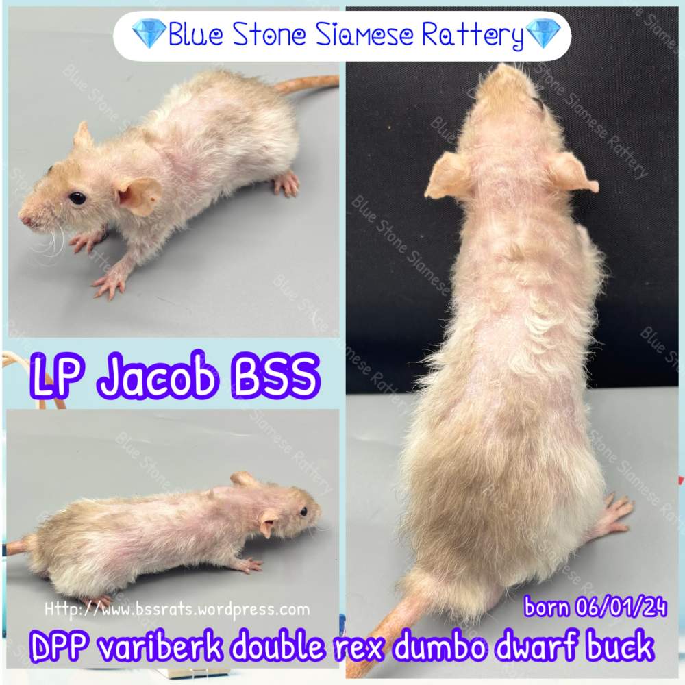 Fancy rat Breeder Rattus norvegicus 