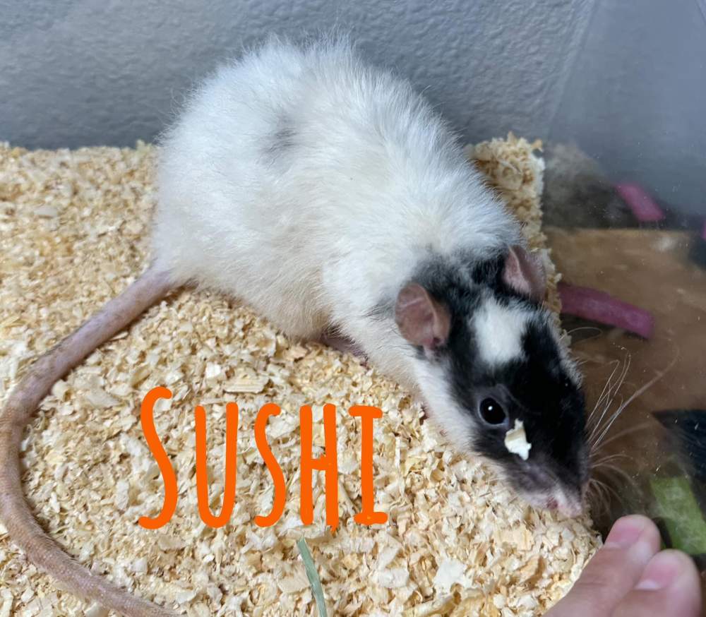 Fancy rat Owned by other Rattus norvegicus 