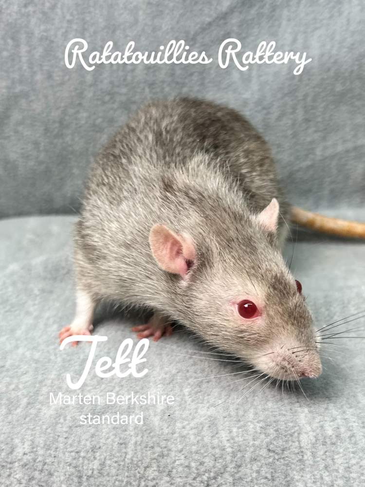 Fancy rat Owned by other Rattus norvegicus 