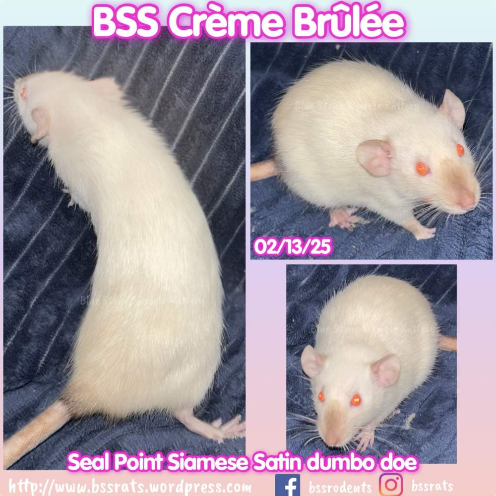 Fancy rat Breeder Rattus norvegicus 