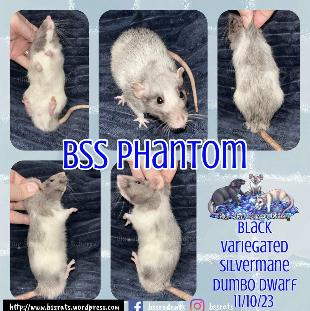 Fancy rat Deceased Rattus norvegicus 