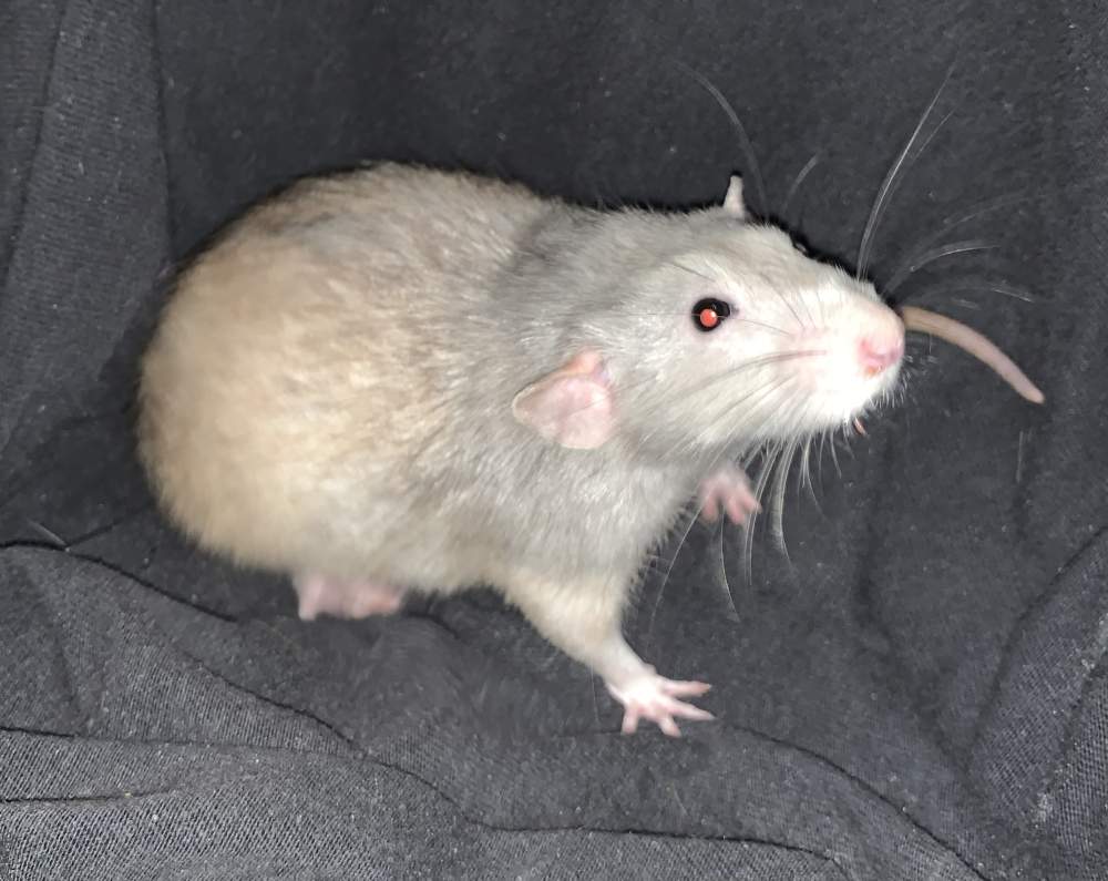 Fancy rat Deceased Rattus norvegicus 