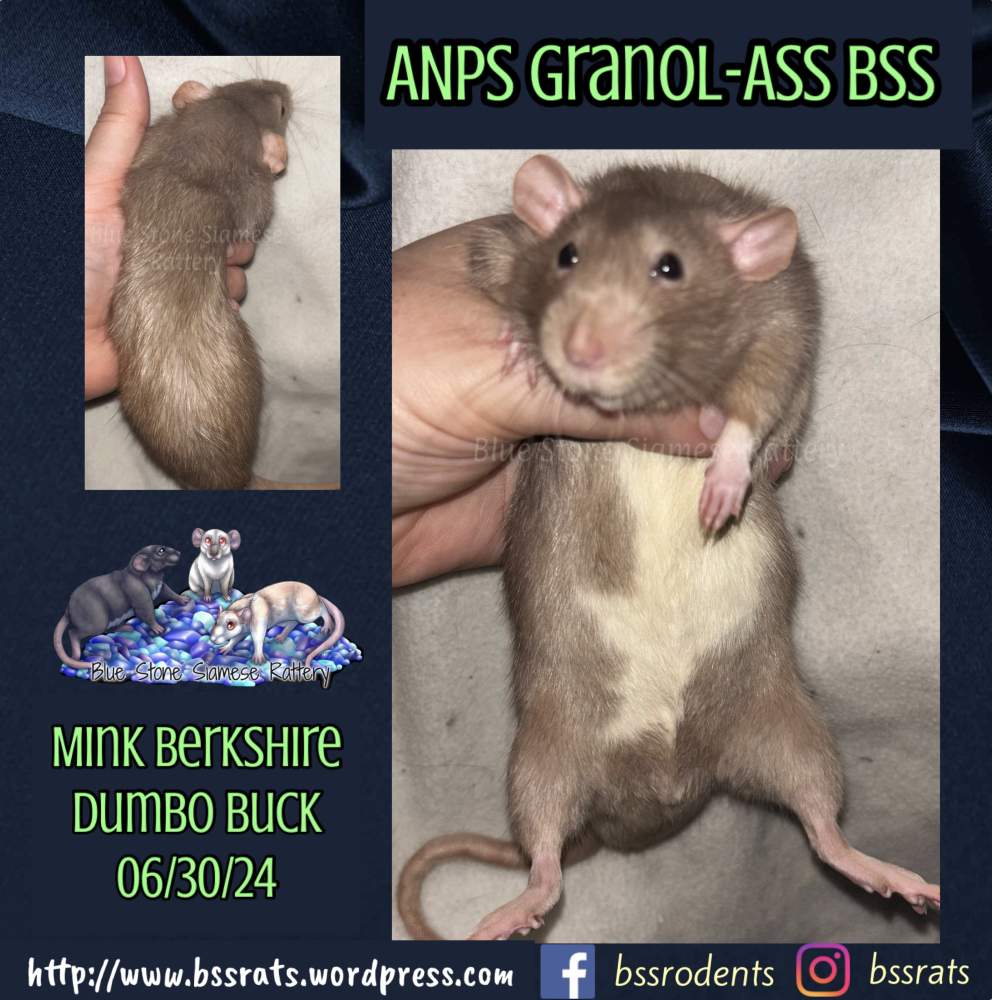 Fancy rat Deceased Rattus norvegicus 
