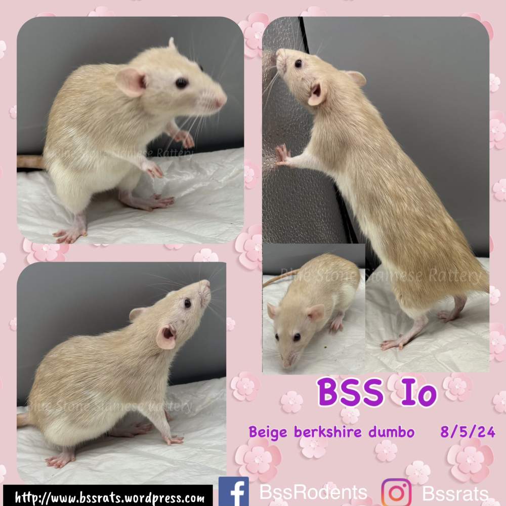 Fancy rat Owned by other Rattus norvegicus 