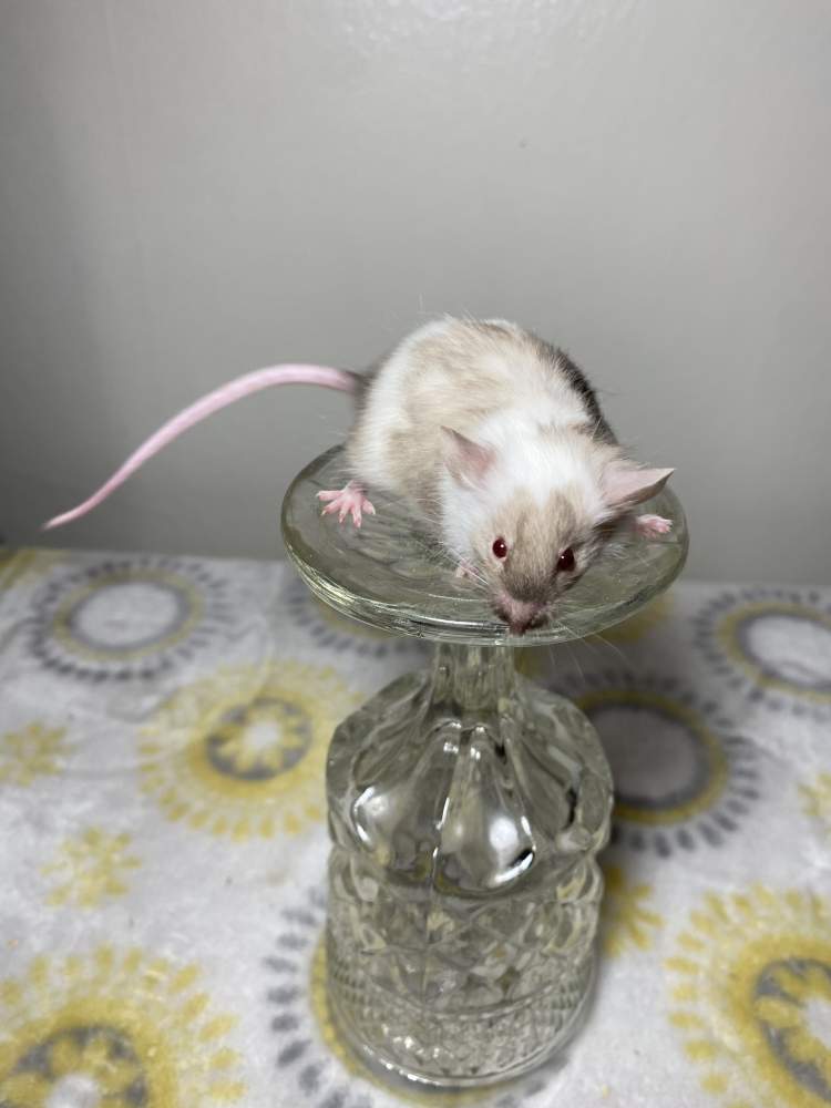 Fancy mouse Breeder Mus musculus 