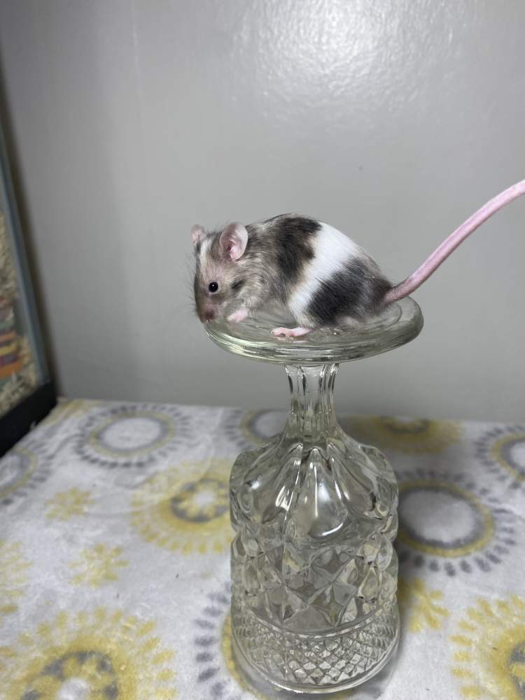 Fancy mouse Breeder Mus musculus 