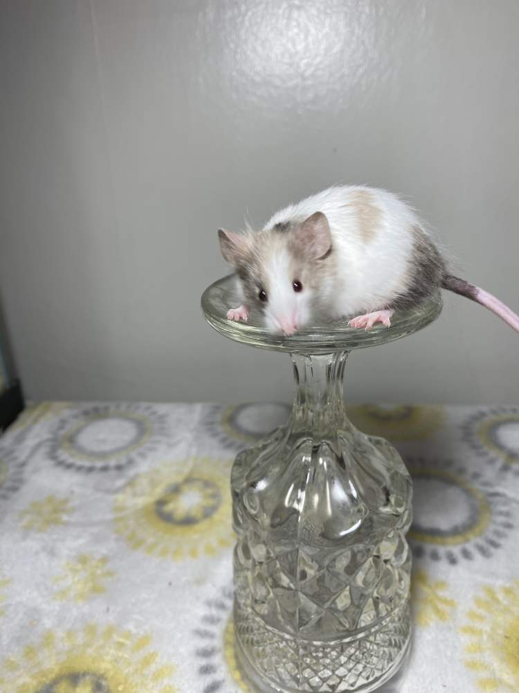 Fancy mouse Breeder Mus musculus 