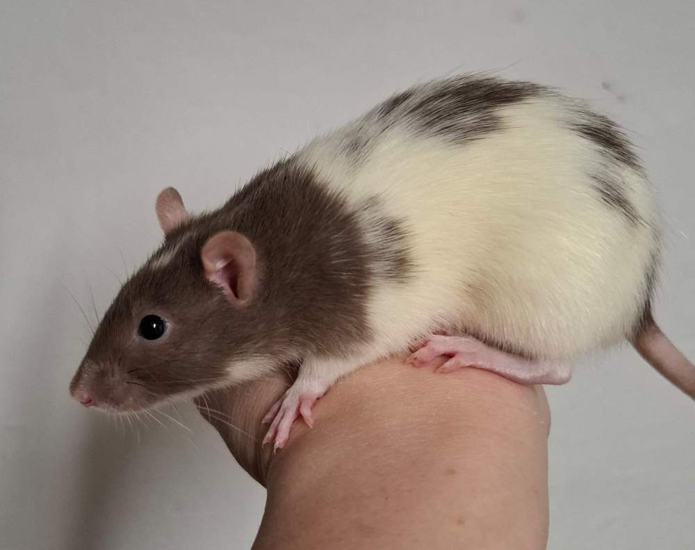 Fancy rat Breeder Rattus norvegicus 
