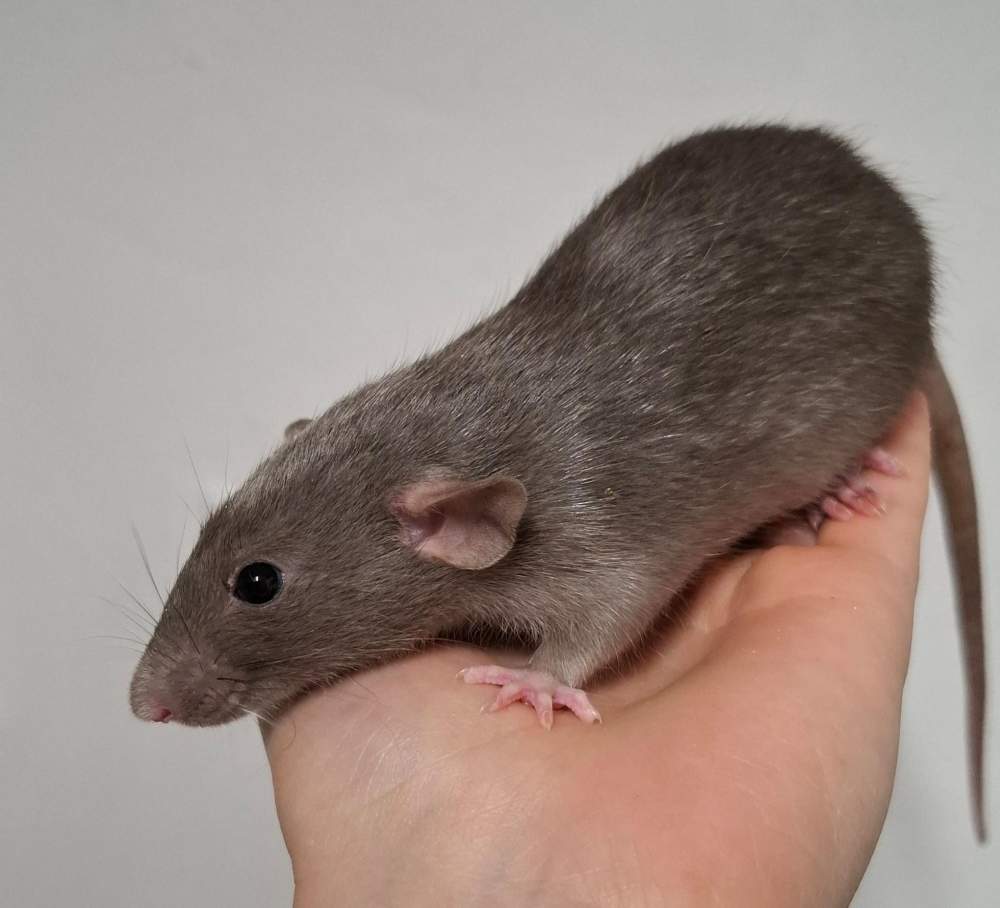 Fancy rat Breeder Rattus norvegicus 