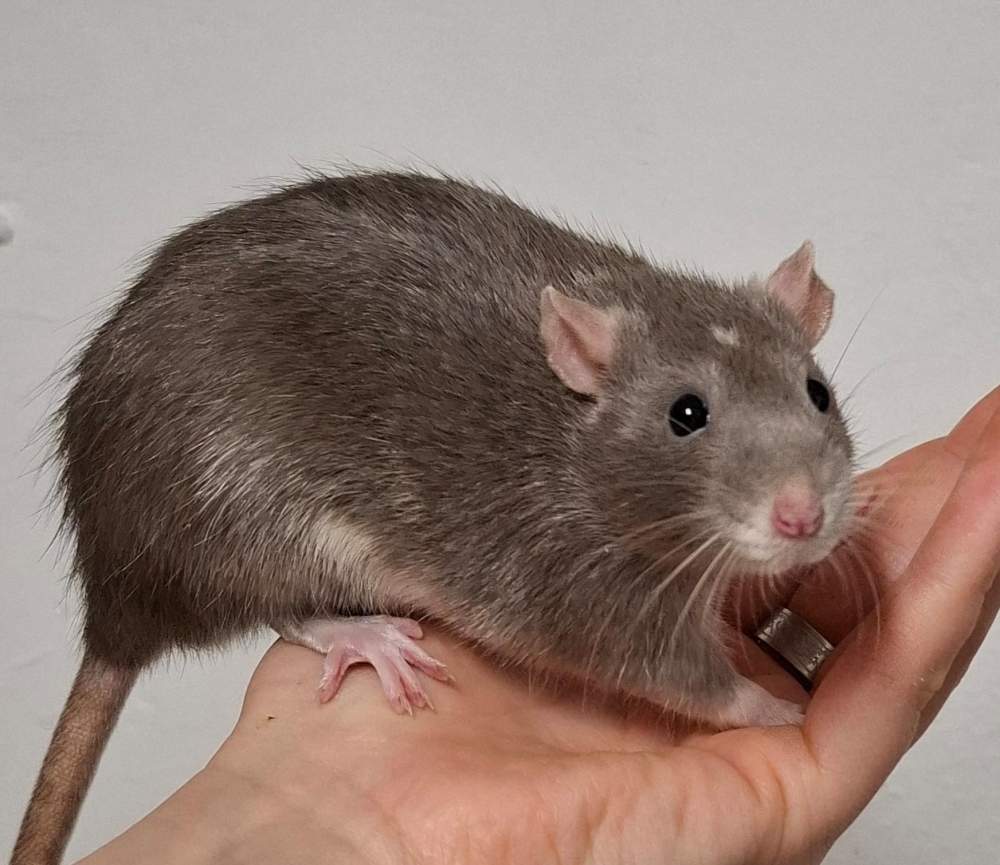 Fancy rat Breeder Rattus norvegicus 