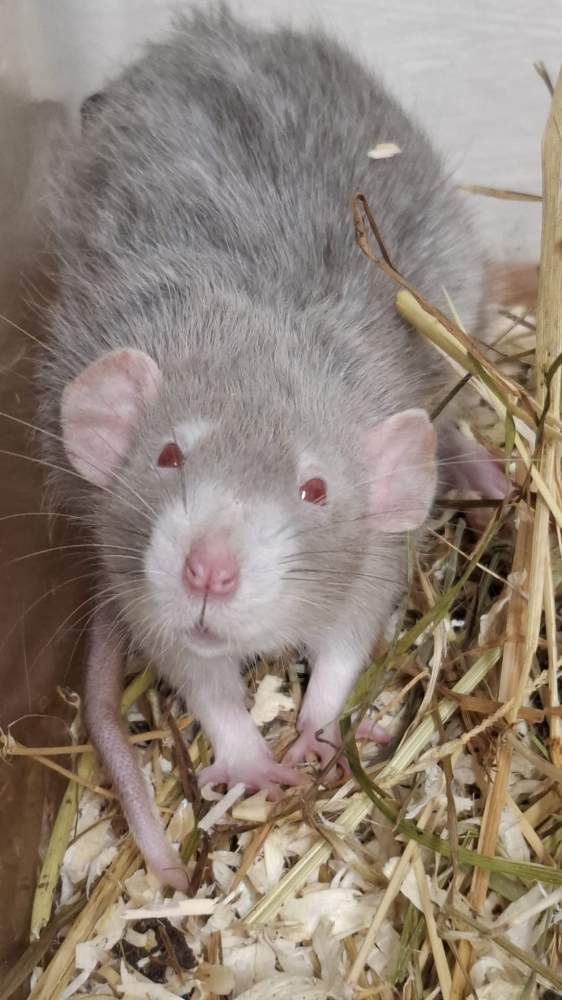 Fancy rat Breeder Rattus norvegicus 