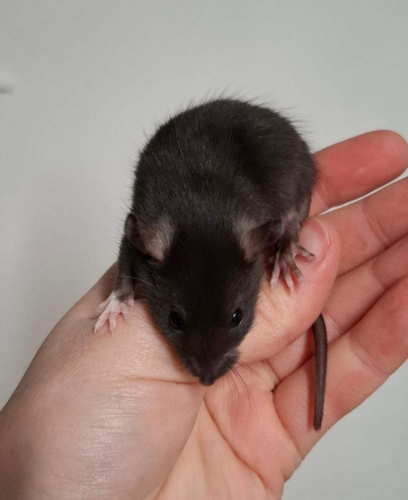 Fancy rat Breeder Rattus norvegicus 