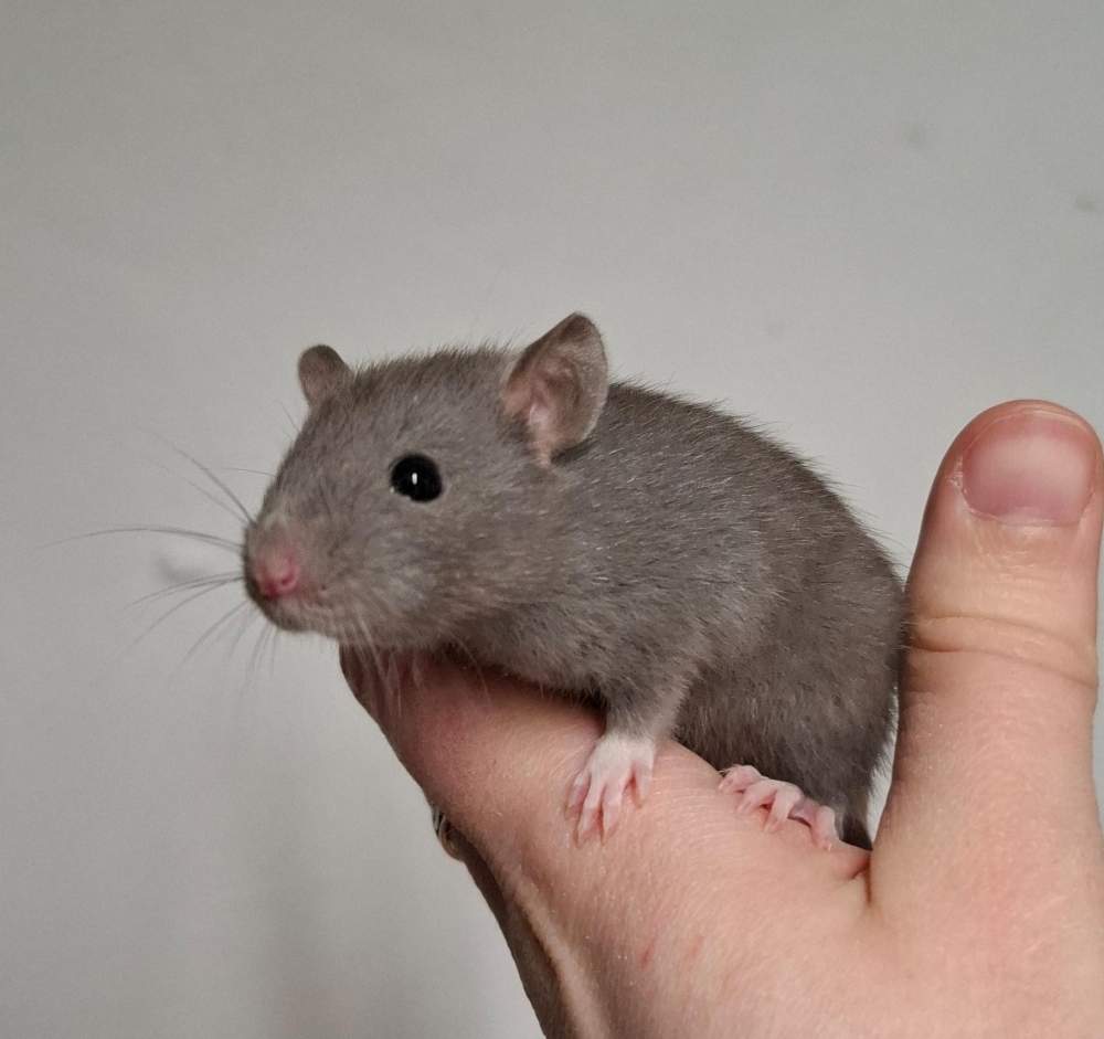 Fancy rat Breeder Rattus norvegicus 