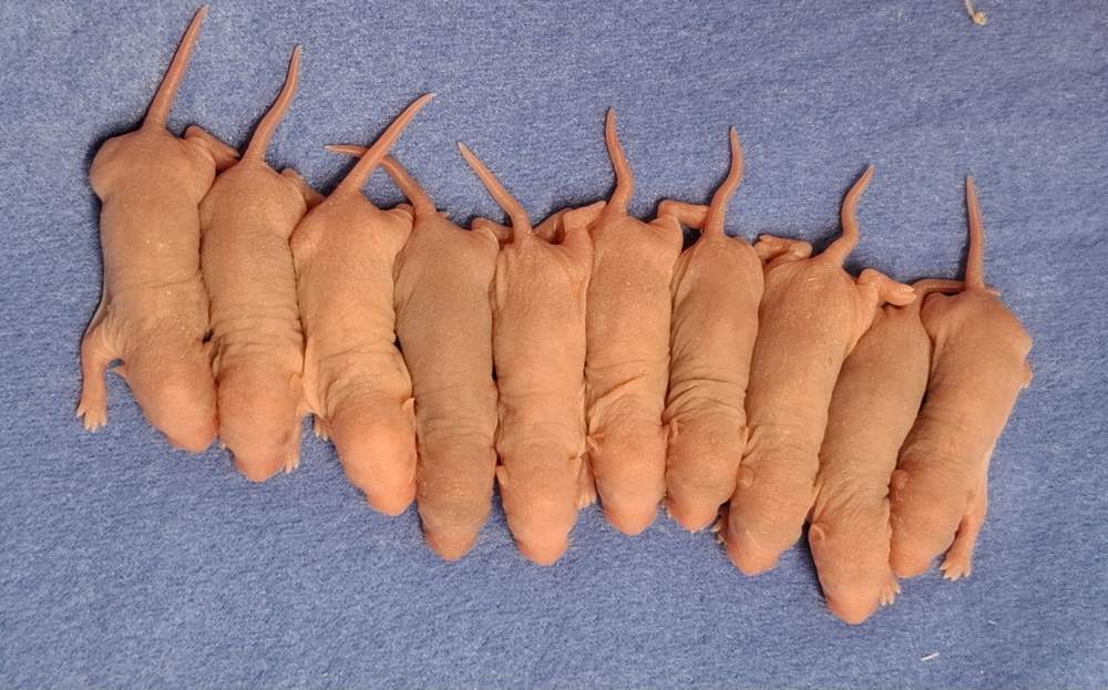 Fancy rat Pet only Rattus norvegicus 