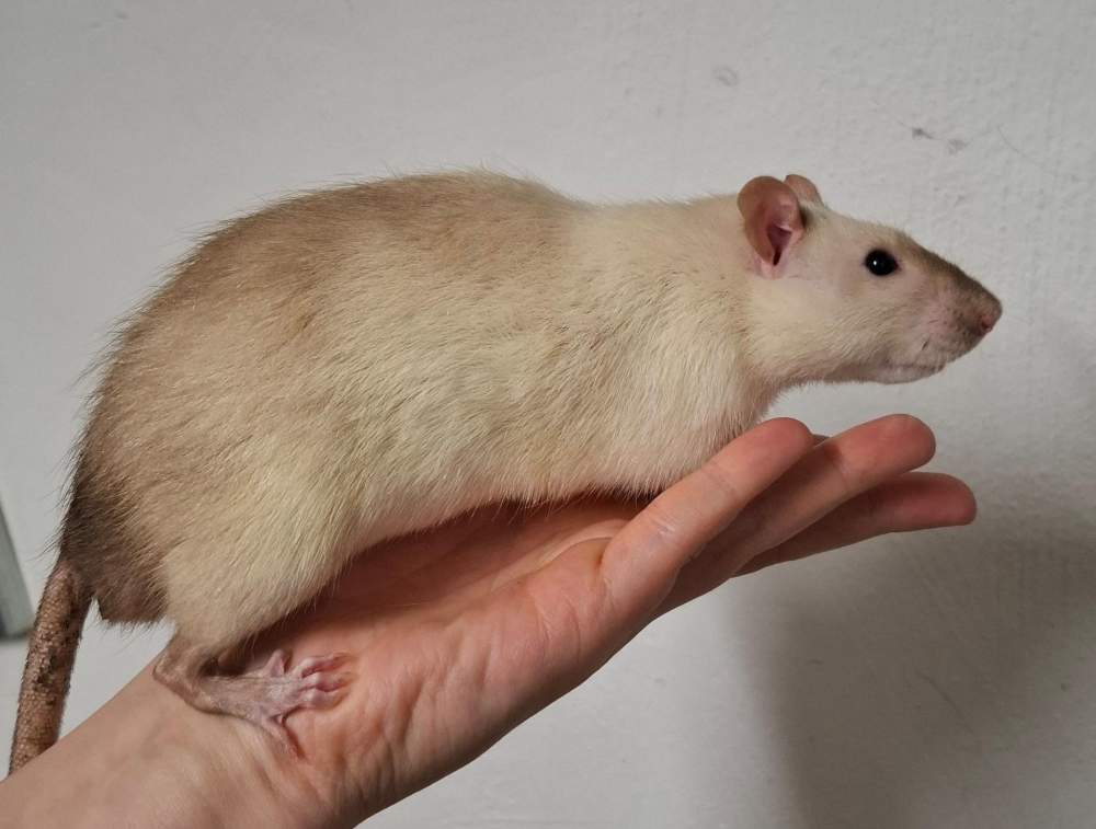 Fancy rat Breeder Rattus norvegicus 