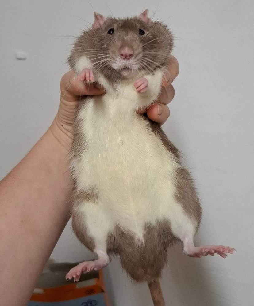 Fancy rat Breeder Rattus norvegicus 