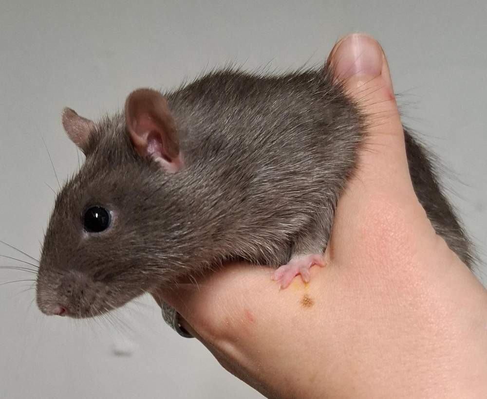 Fancy rat Breeder Rattus norvegicus 