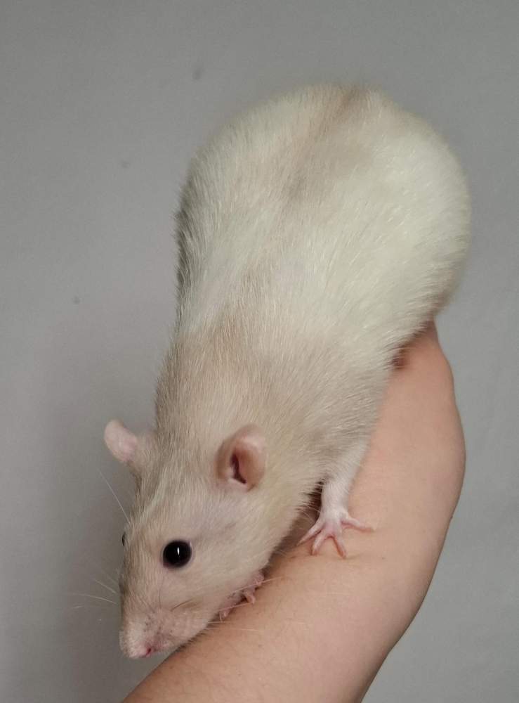 Fancy rat Breeder Rattus norvegicus 