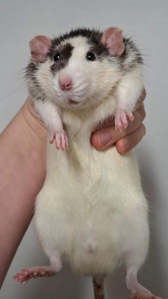 Fancy rat Breeder Rattus norvegicus 