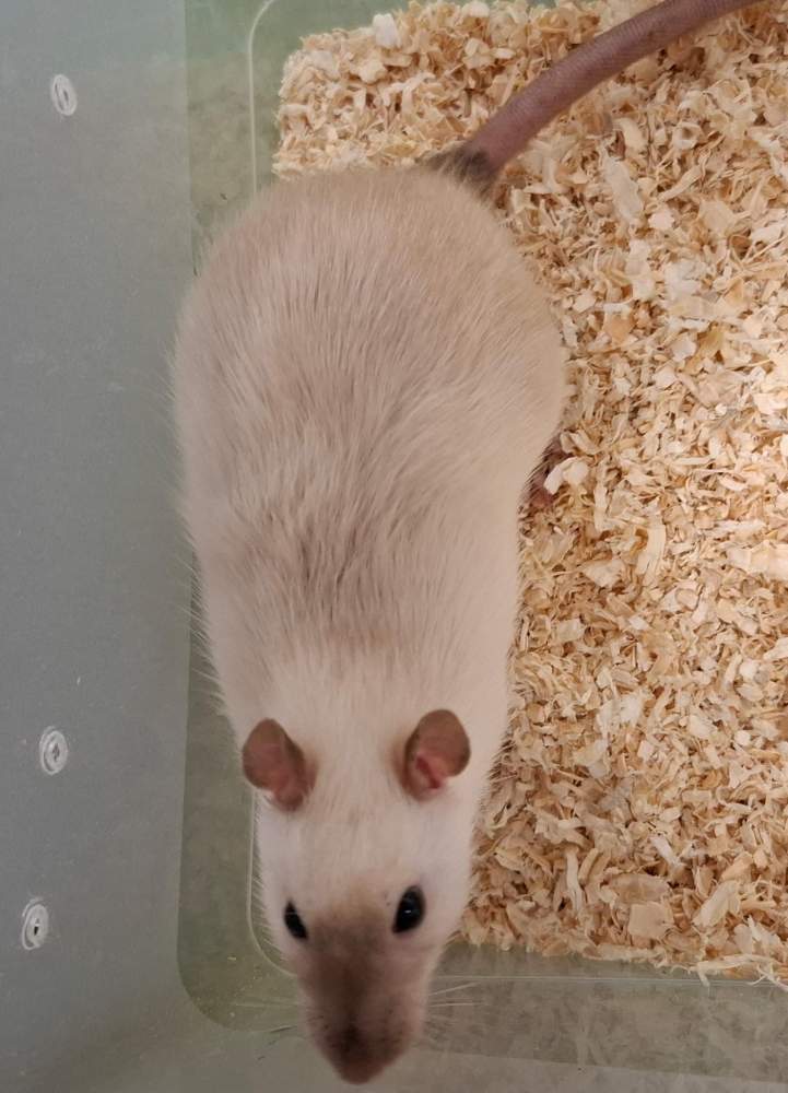 Fancy rat Breeder Rattus norvegicus 