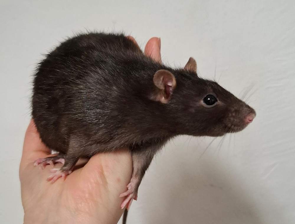 Fancy rat Breeder Rattus norvegicus 