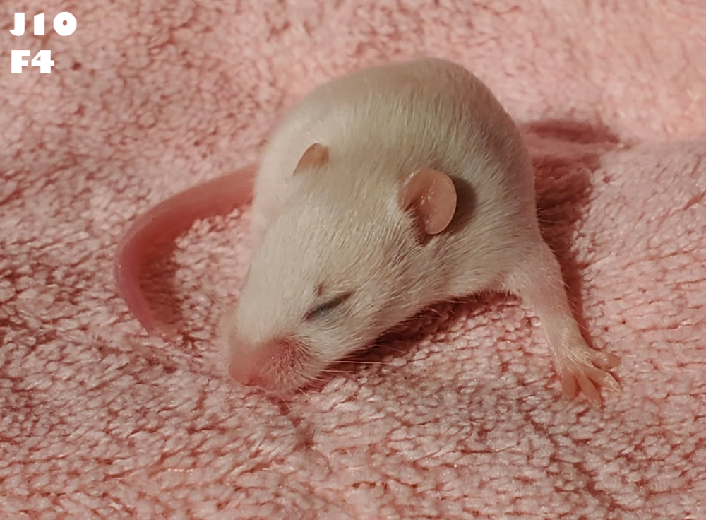 Fancy mouse Breeder Mus musculus 