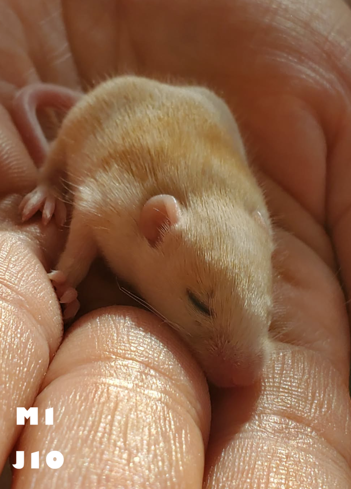 Fancy mouse Breeder Mus musculus 