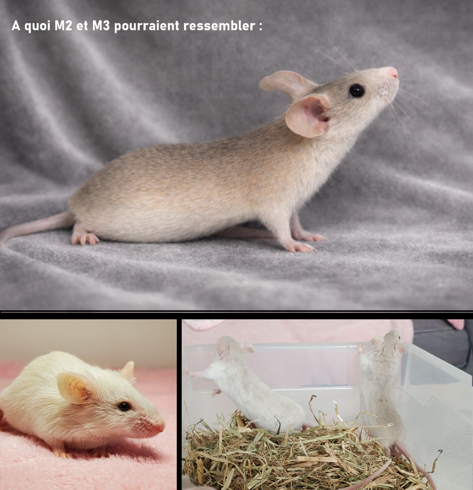 Fancy mouse Breeder Mus musculus 