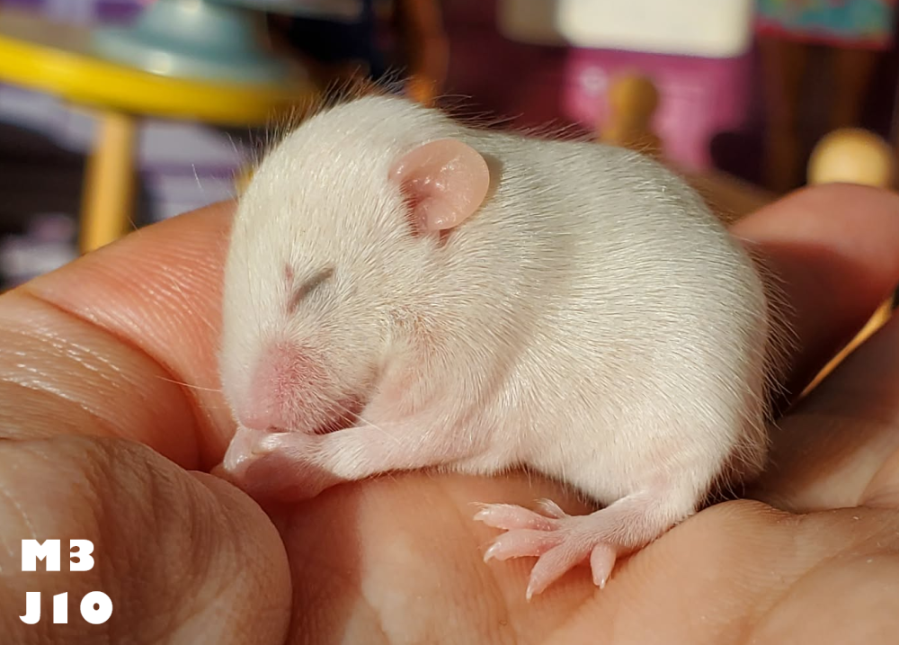 Fancy mouse Breeder Mus musculus 