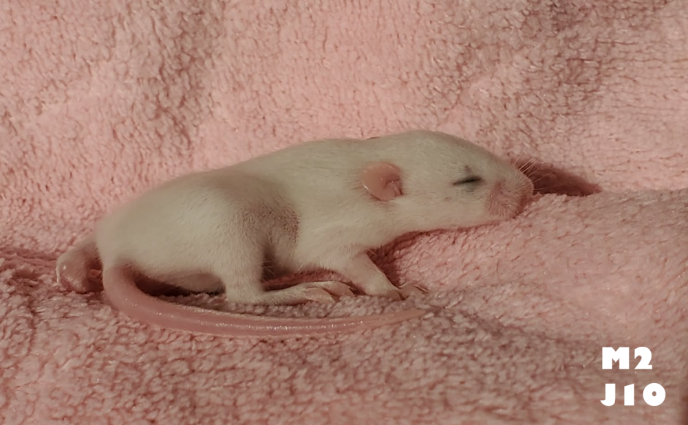 Fancy mouse Breeder Mus musculus 